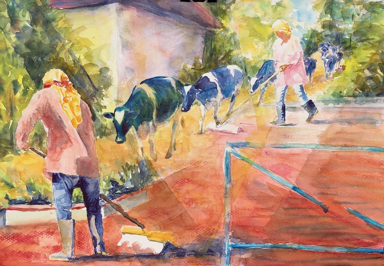 drying coffee and walking cows